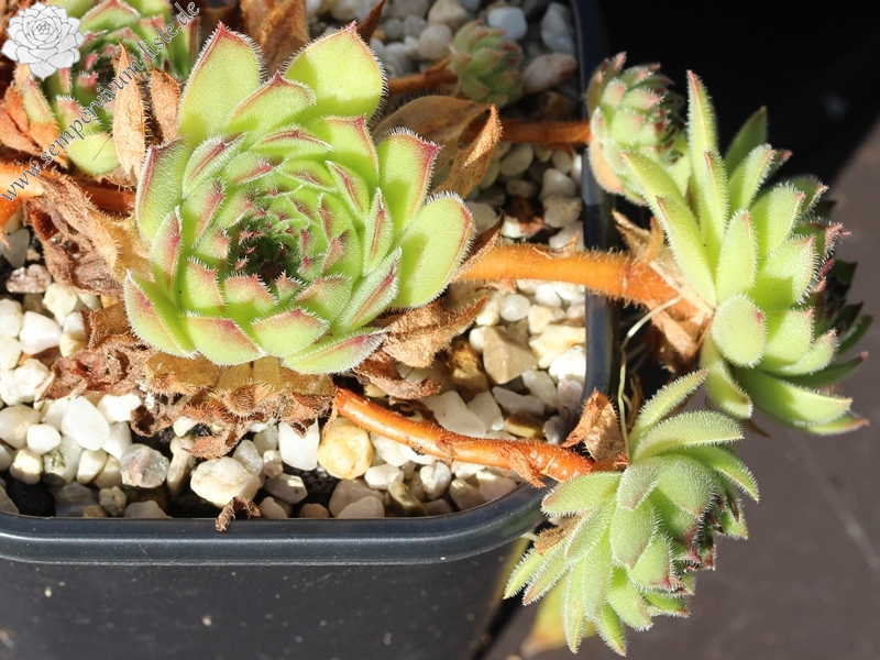 iranicum from Waterfalls near Sisian