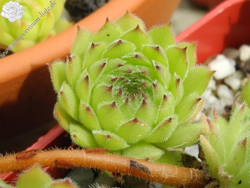 iranicum from Waterfalls near Sisian