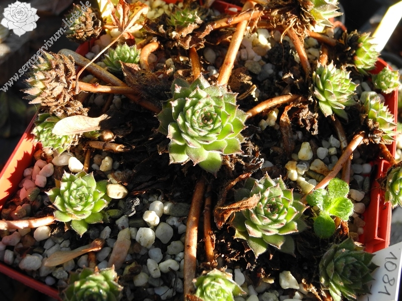 iranicum from Waterfalls near Sisian