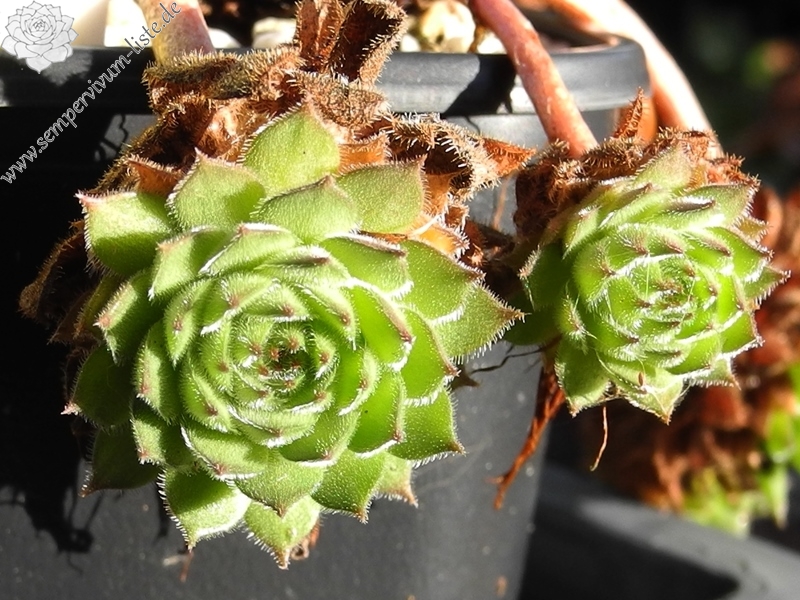 iranicum from Waterfalls near Sisian