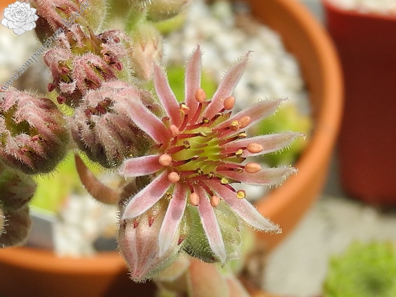 iranicum from Waterfalls near Sisian