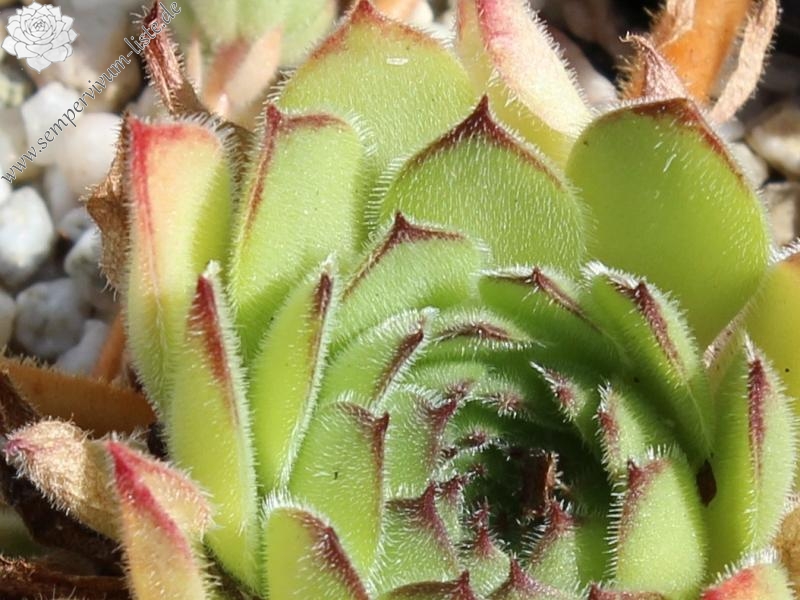 iranicum from Waterfalls near Sisian