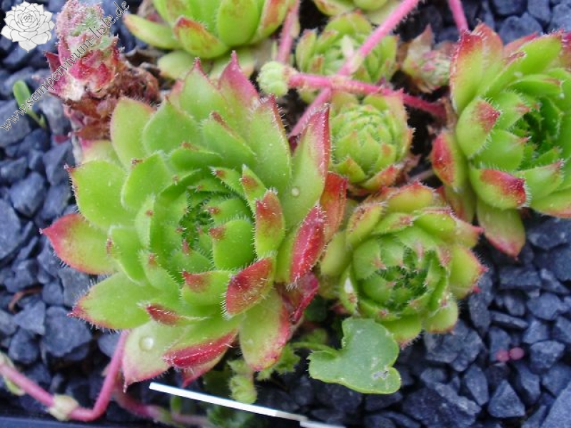 iranicum