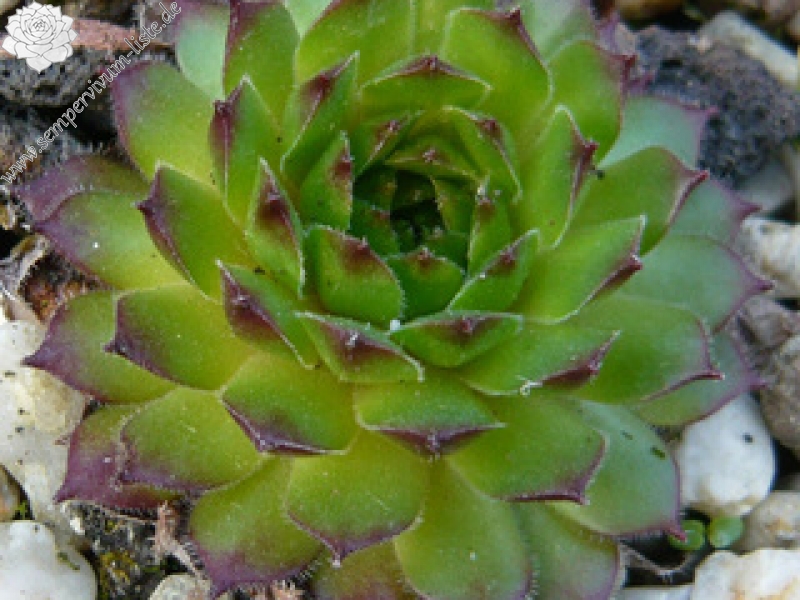 iranicum