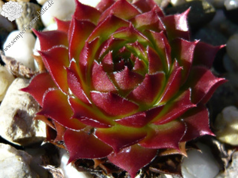 iranicum