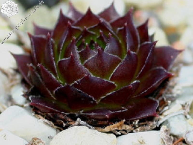 iranicum