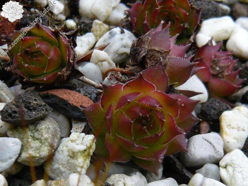 iranicum