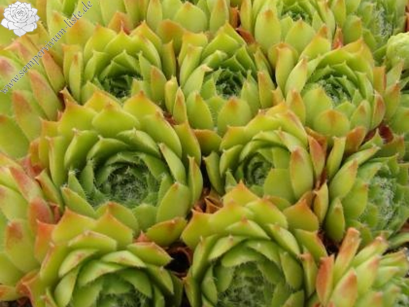 fimbriatum (xroseum) from Stilfser Joch