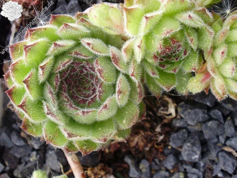 kiusianum