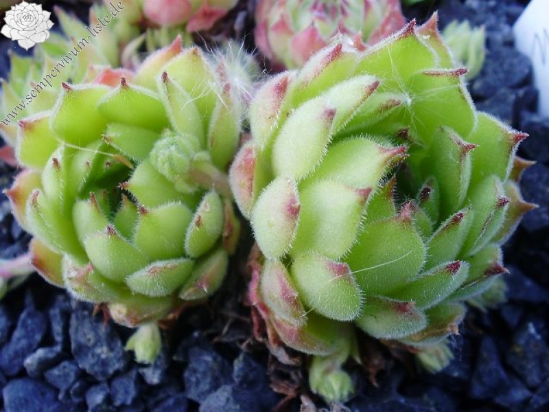 marmoreum (stoloniferum)