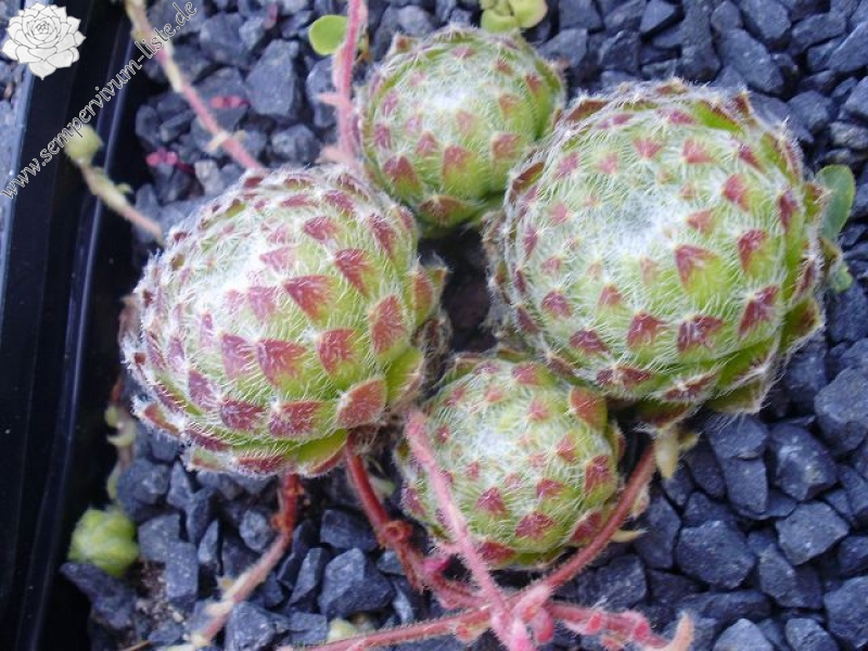ciliosum ssp. octopodes from Mali Hat