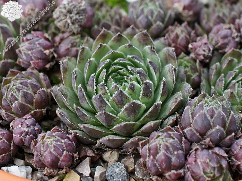 globiferum ssp. hirtum from Eger
