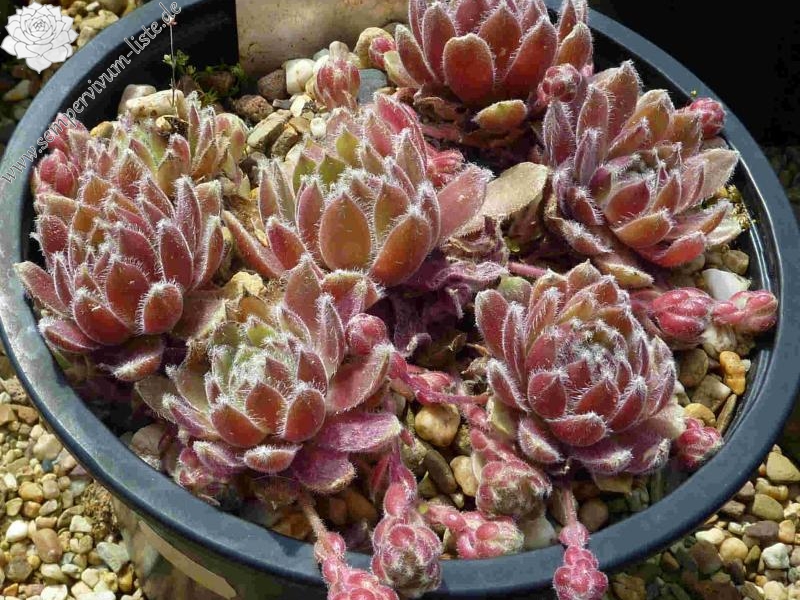 Korspelse Aynoa