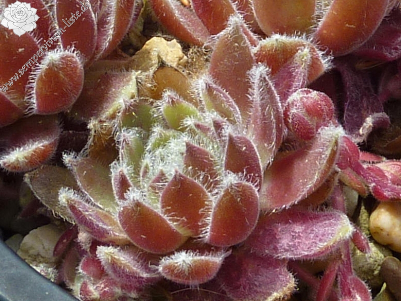 Korspelse Aynoa