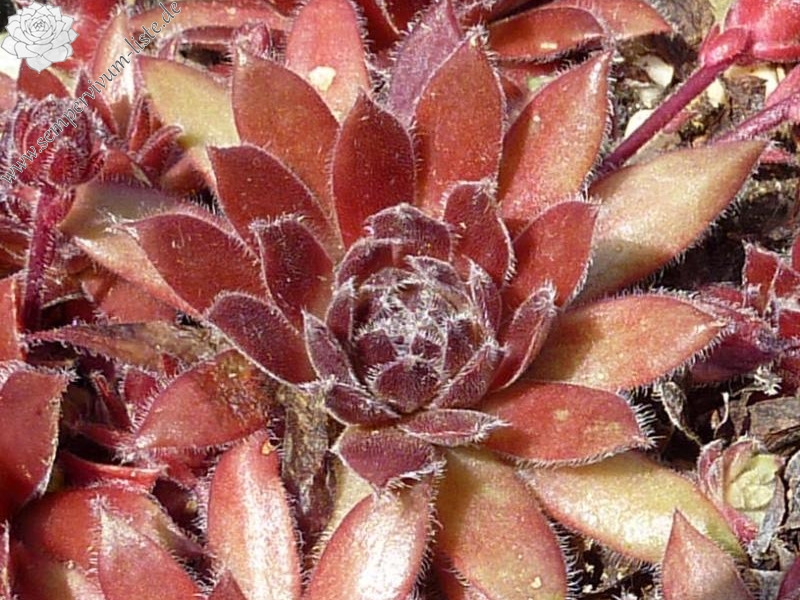 Korspelse Benise