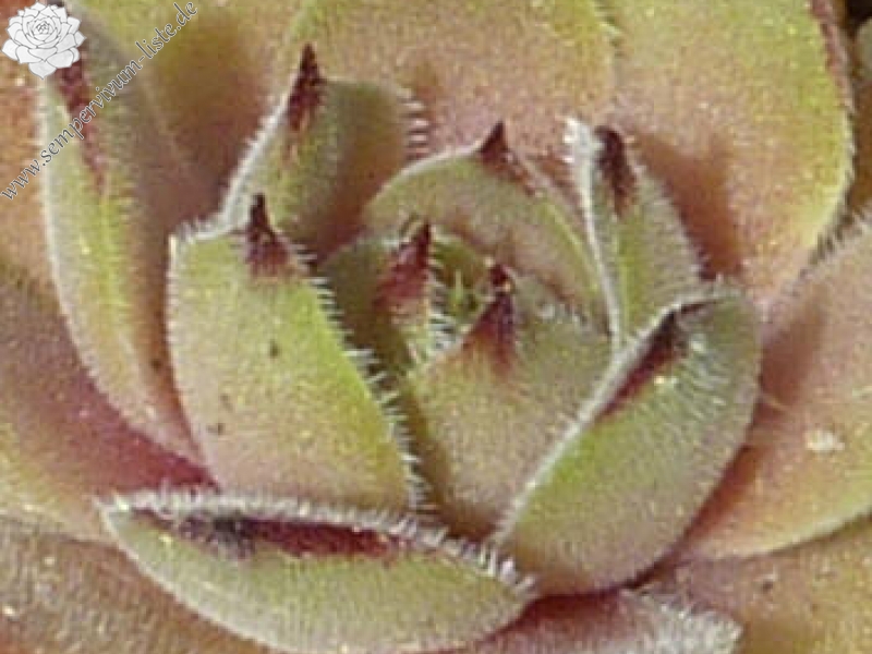 Korspelse Colette Rais