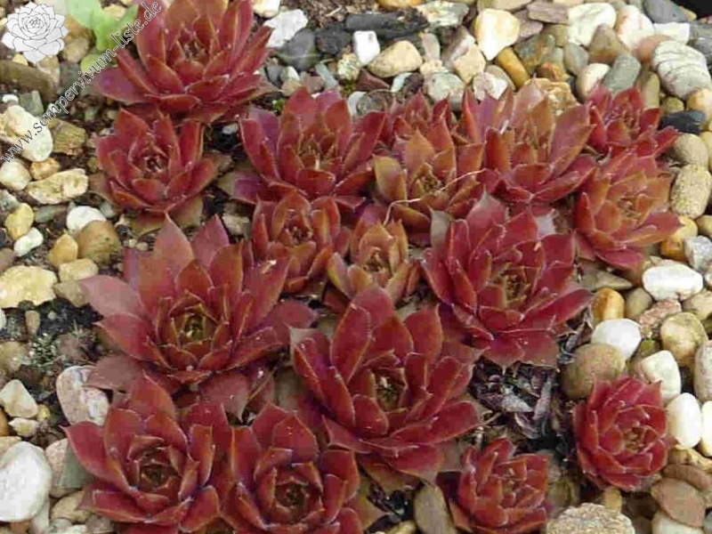 Korspelse Elonisia