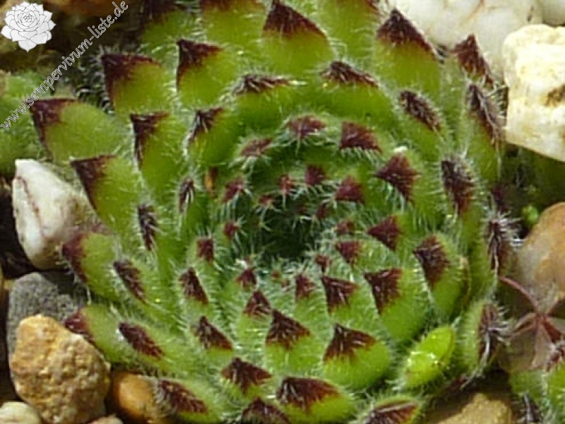 Korspelse Eudovie