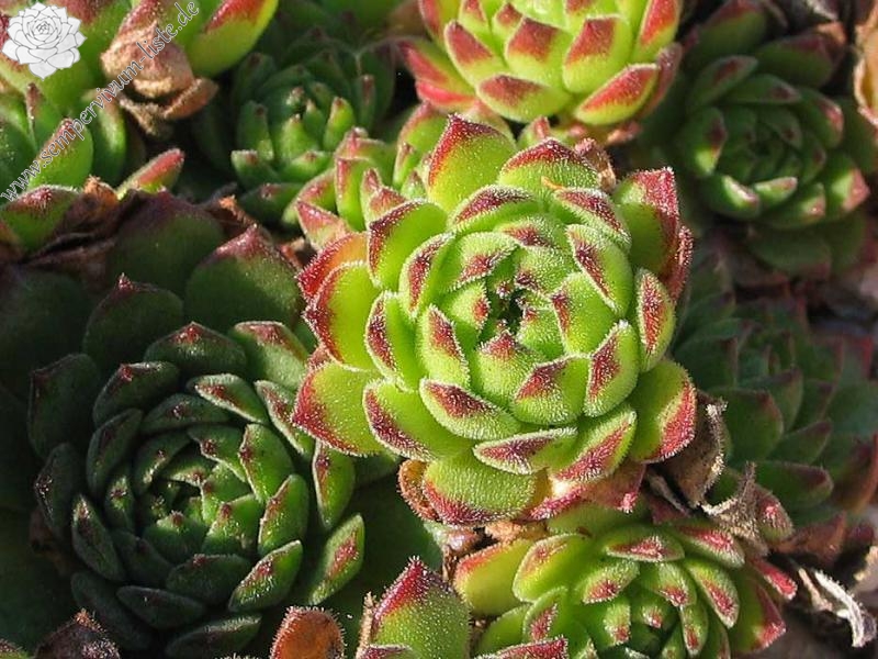 kiusianum