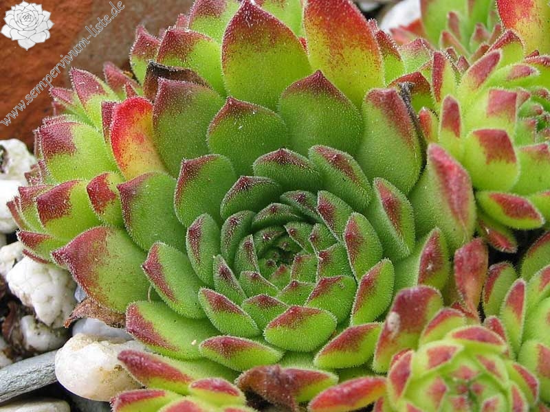 kiusianum