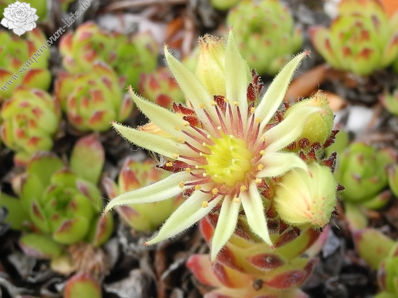 kiusianum
