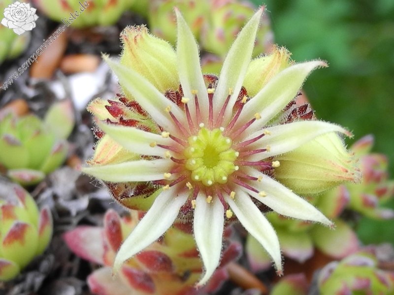 kiusianum