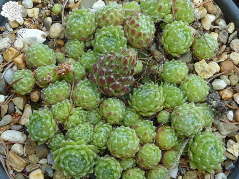 Korspelse Berengere