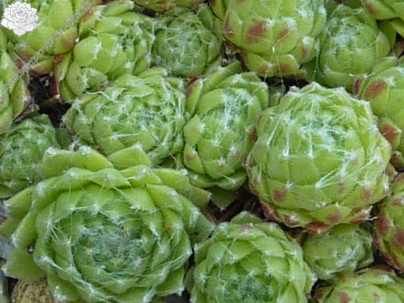 Korspelse Berengere