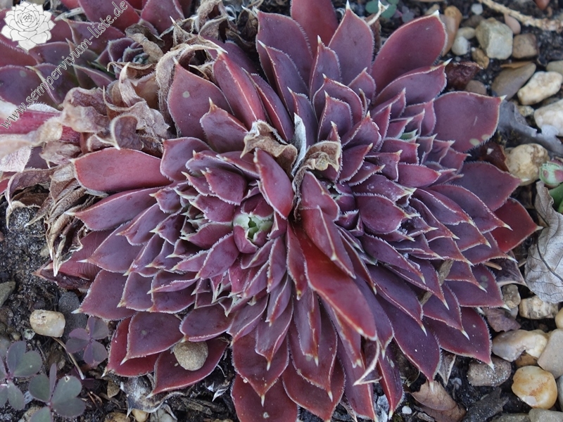 Korspelse Idaline / Jovi