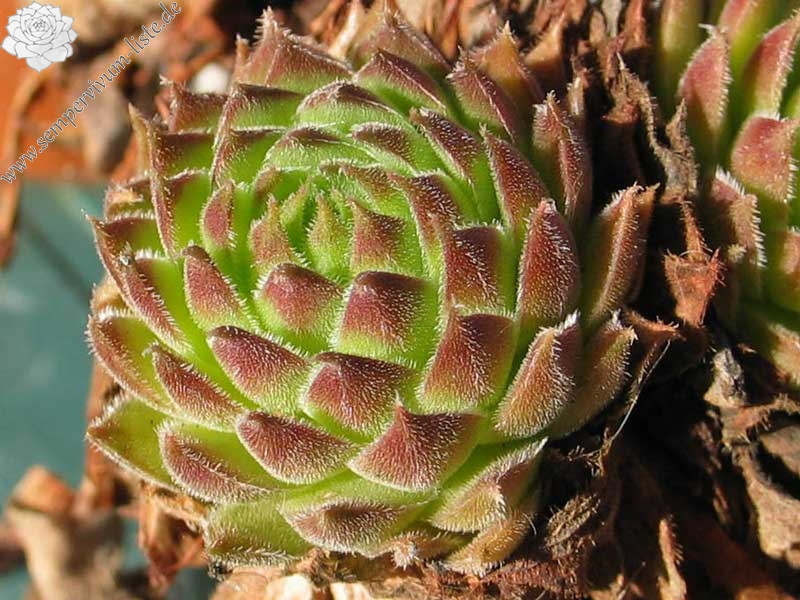 kosaninii (cf) from Ohrid