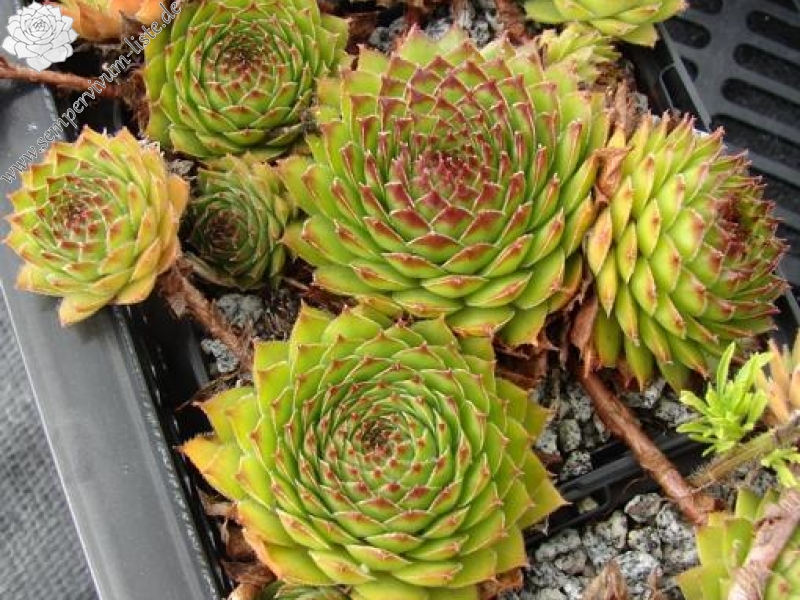 kosaninii from Koprivnik