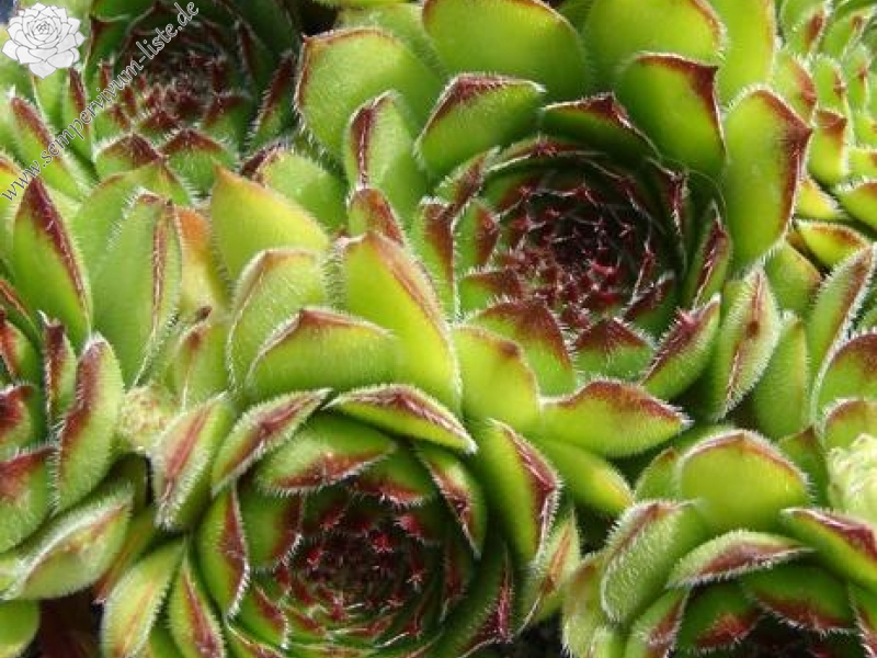 kosaninii from Koprivnik