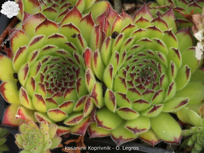 kosaninii from Koprivnik