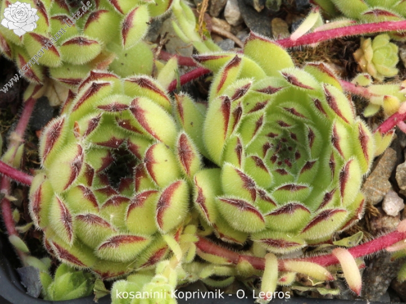 kosaninii from Koprivnik