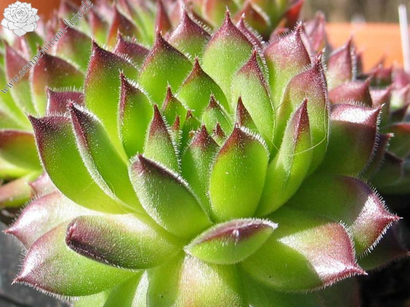 kosaninii (cf) from Ohrid