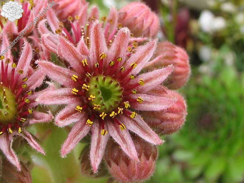 kosaninii from Koprivnik