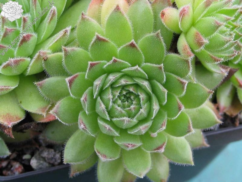 kosaninii (cf) from Ohrid