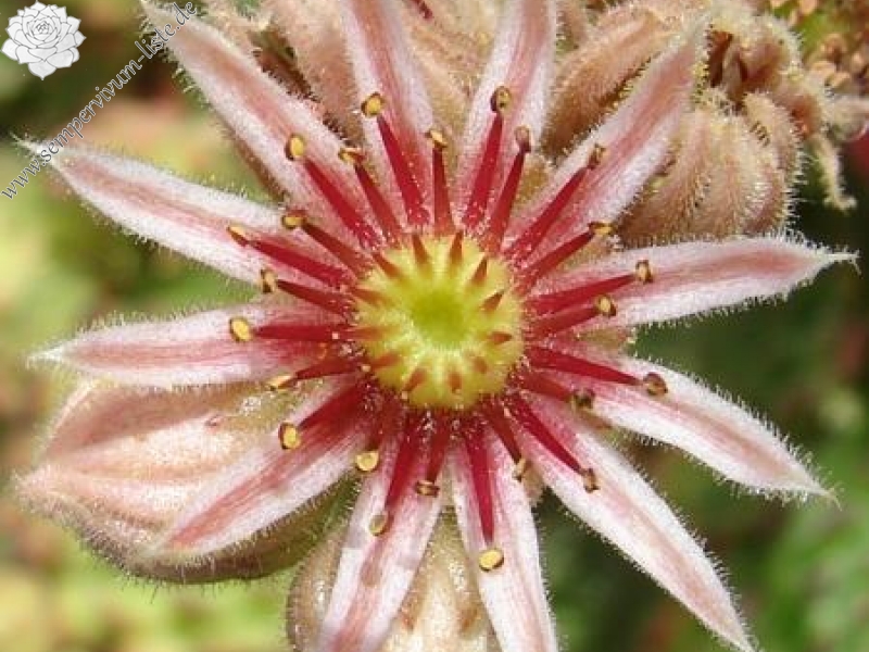 kosaninii (cf) from Ohrid