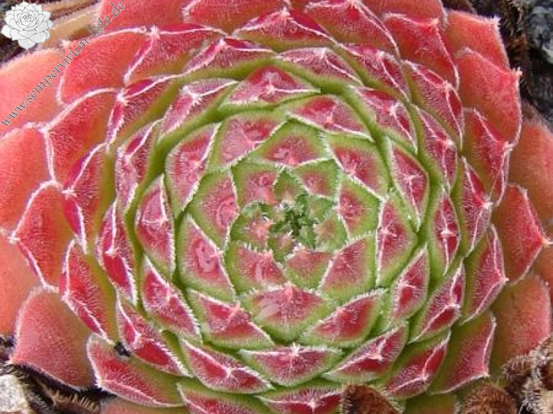 kosaninii (cf) from Ohrid