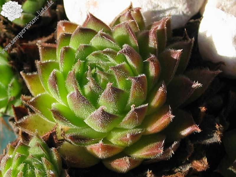 kosaninii (cf) from Ohrid