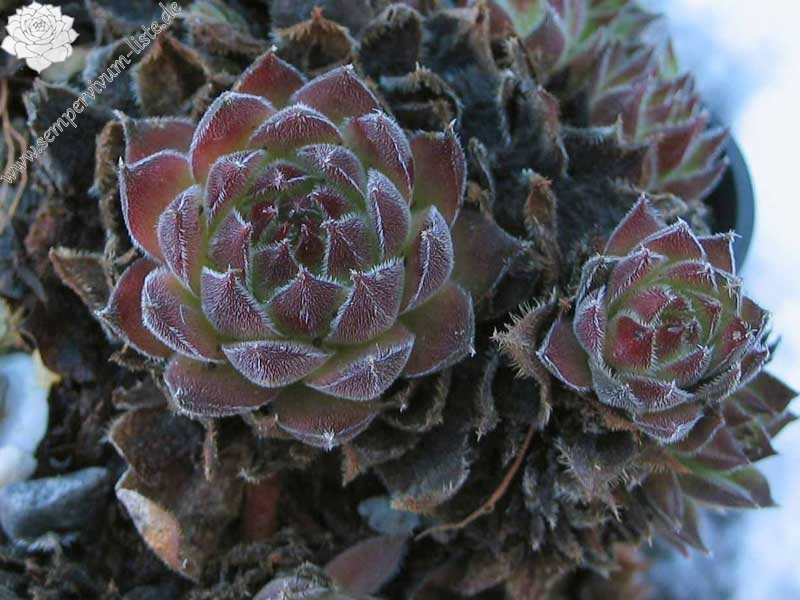 kosaninii (cf) from Ohrid