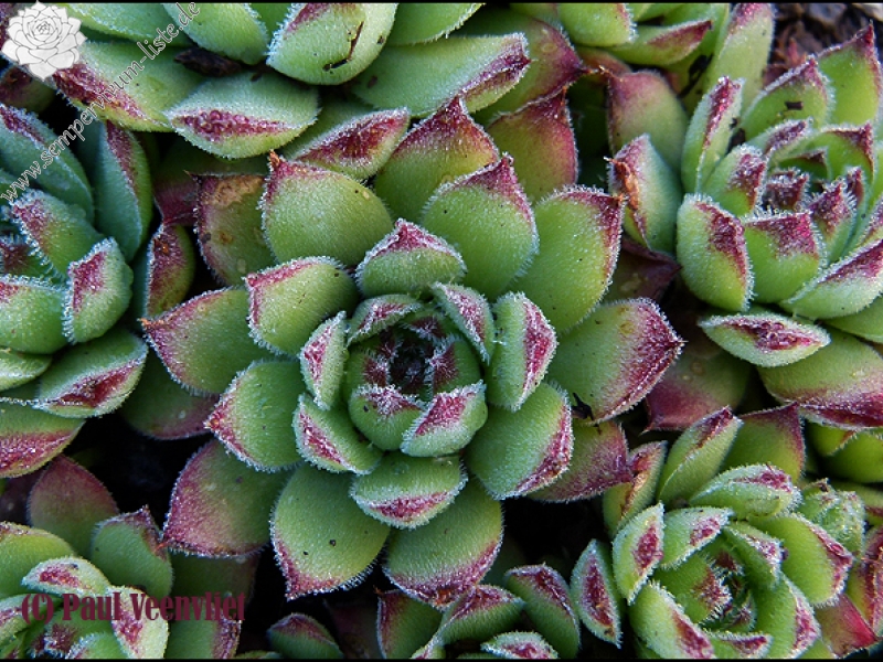 kosaninii (cf) from Ohrid