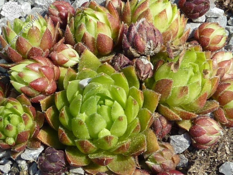 globiferum ssp. globiferum from Krkonose