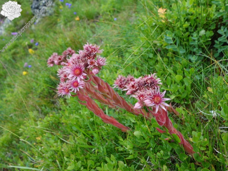 marmoreum from Krš Bogićevica