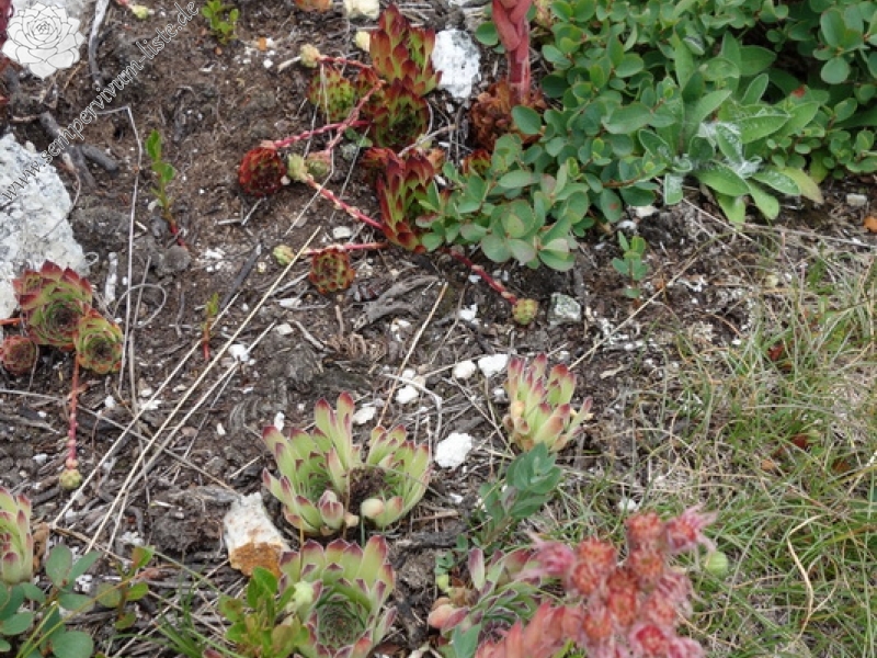 marmoreum from Krš Bogićevica