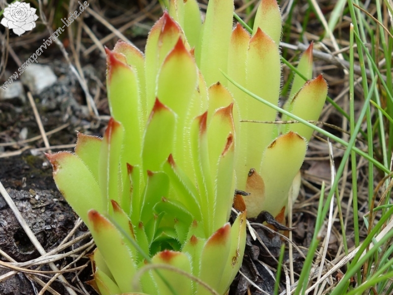 marmoreum from Krš Bogićevica