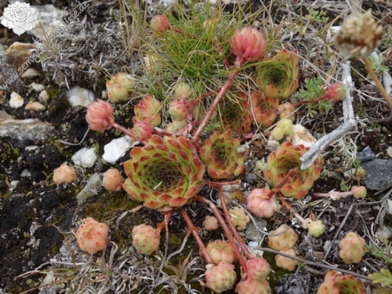 marmoreum from Krš Bogićevica