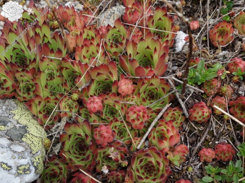 marmoreum from Krš Bogićevica