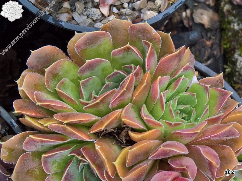 Korspelse Giola / Jovi