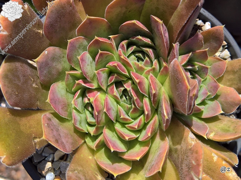 Korspelse Giola / Jovi